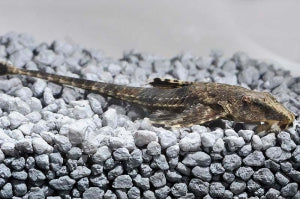 Hexenwels (Hemiloricaria parva)