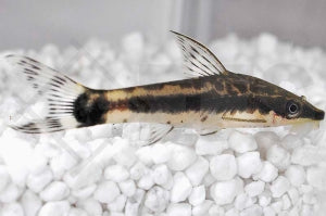 Gestreifter Ohrgitter-Harnischwels (Otocinclus affinis)