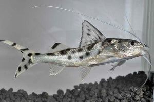 Engelantennenwels (Pimelodus pictus)