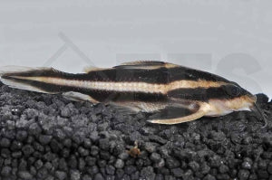 Liniendornwels (Platydoras costatus)