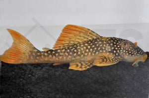 L - 14 | Sonnenwels (Scobinancistrus aureatus)