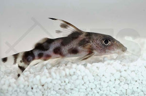 Schmuckfiederbartwels (Synodontis decorus)