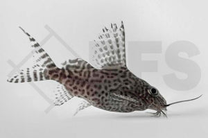 Schmuckflossen-Fiederbartwels (Synodontis eupterus)