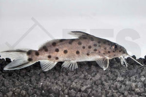 Vielpunkt-Kuckucks-Fiederbartwels (Synodontis multipunctatus)