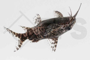 Rückenschwimmender Kongowels (Synodontis nigriventris)