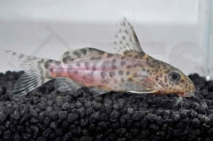 Njassa-Fiederbartwels (Synodontis njassae)