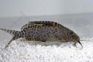 Kamerun-Fiederbartwels (Synodontis velifer)