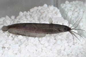 Kiemensackwels (Heteropneustes fossilis)