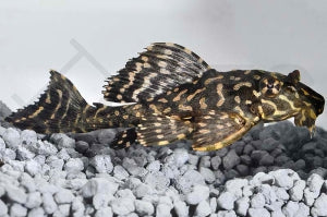 L - 1 | Goldflecken-Segelschilderwels (Glyptoperichthys joselimaianus)