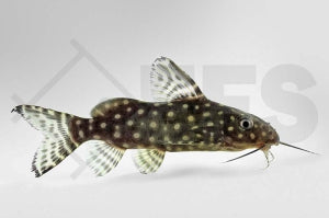 Perlhuhnwels (Synodontis angelicus)