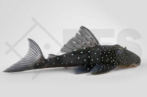 L - 128 | Blauer Phantomwels (Hemiancistrus cf. subviridis)