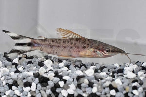 Schwanzstreifen-Torpedowels Dianema urostriata