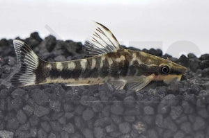 Zebra-Otocinclus (Otocinclus cocama)