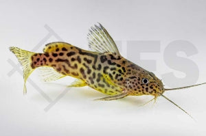 Marmorierter Fiederbartwels (Synodontis schoutedeni)