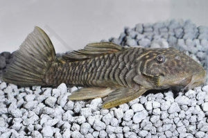 L - 56 | Goldstachel-Breitkopfharnischwels (Parancistrus aurantiacus)