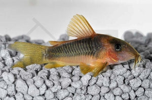 Gelbflossen-Panzerwels (Corydoras melanotaenia)