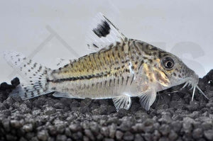 Leopardpanzerwels (Corydoras leopardus)