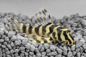 L - 134 | Goldtigerharnischwels (Peckoltia compta)