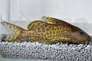 Schwarzer Fiederbartwels (Synodontis nigrita)