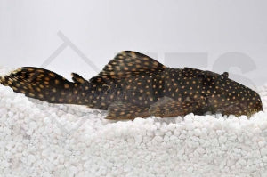L - 29 | Milchstraßen-Rüsselzahnwels (Leporacanthicus galaxias)