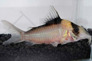 Imitator-Panzerwels (Corydoras imitator)