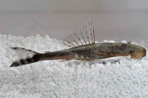 L - 92 | Kopfpunkt-Deltaschwanzwels (Lasiancistrus tentaculatus)