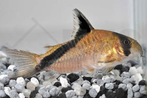 Kopfbindenpanzerwels (Corydoras melini)
