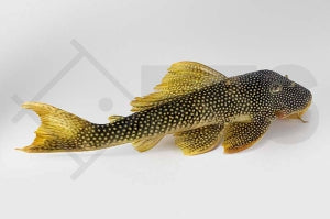 L - 14 | Sonnenwels (Scobinancistrus aureatus)