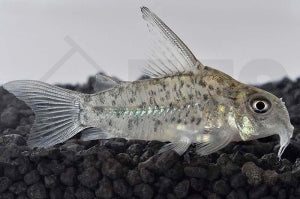Loreto-Panzerwels (Corydoras loretoensis)