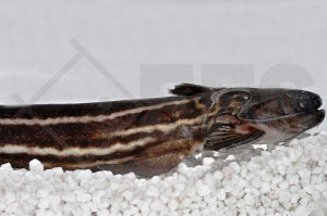Falscher Streifendornwels Trachelyopterus taeniatus