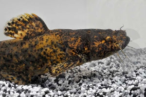Marmor Fettwels (Cephalosilurus fowleri)