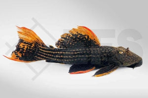 L - 25 | Rotflossen-Kaktuswels Pseudacanthicus pirarara