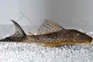L - 36 | Augenflecken-Trugschilderwels (Ancistomus spilomma)