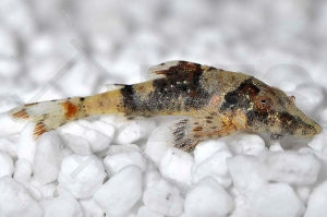 Alligator Ohrgitter Harnischwels (Parotocinclus britskii)