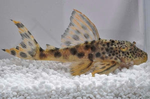 L - 75 | Leopard-Trugschilderwels (Ancistomus spec. sabaji)