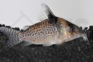 Schwarzbinden-Panzerwels (Corydoras melanistius)
