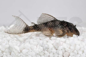 L - 28 | Engelsharnischwels (Hypancistrus spec.)