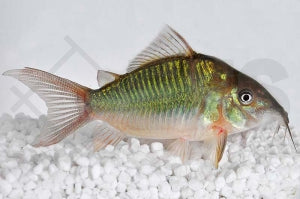 Spitzmaulpanzerwels (Brochis multiradiatus)