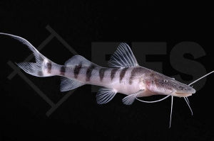 Tigerwels (Merodontotus tigrinus)