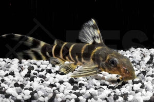Brichards Fiederbartwels (Synodontis brichardi)