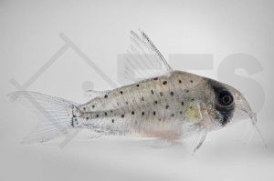 Maskierter Panzerwels (Corydoras atropersonatus)