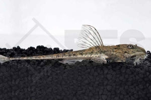 Maulbrütender Harnischwels (Loricaria similima)