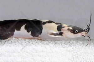 Froschwels 