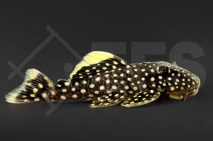 L - 18 | Golden Nugget-Prachtharnischwels (Baryancistrus spec.)