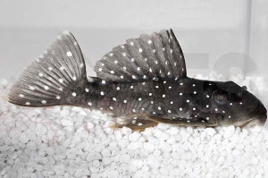 L - 30 | Weißpunkt-Segelflossenharnischwels (Oligancistrus punctatissimus)