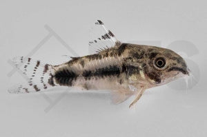 Marmorierter Zwergpanzerwels (Corydoras habrosus)