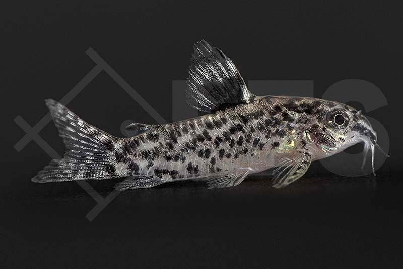 Gefleckter Zwerg-Panzerwels (Aspidoras pauciradiatus)
