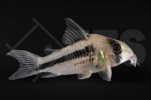 Axelrods Panzerwels (Corydoras axelrodi)