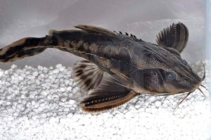 Schneckendornwels (Megalodoras irwini)