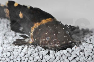 Frosch Fettwels (Pseudopimelodus raninus)